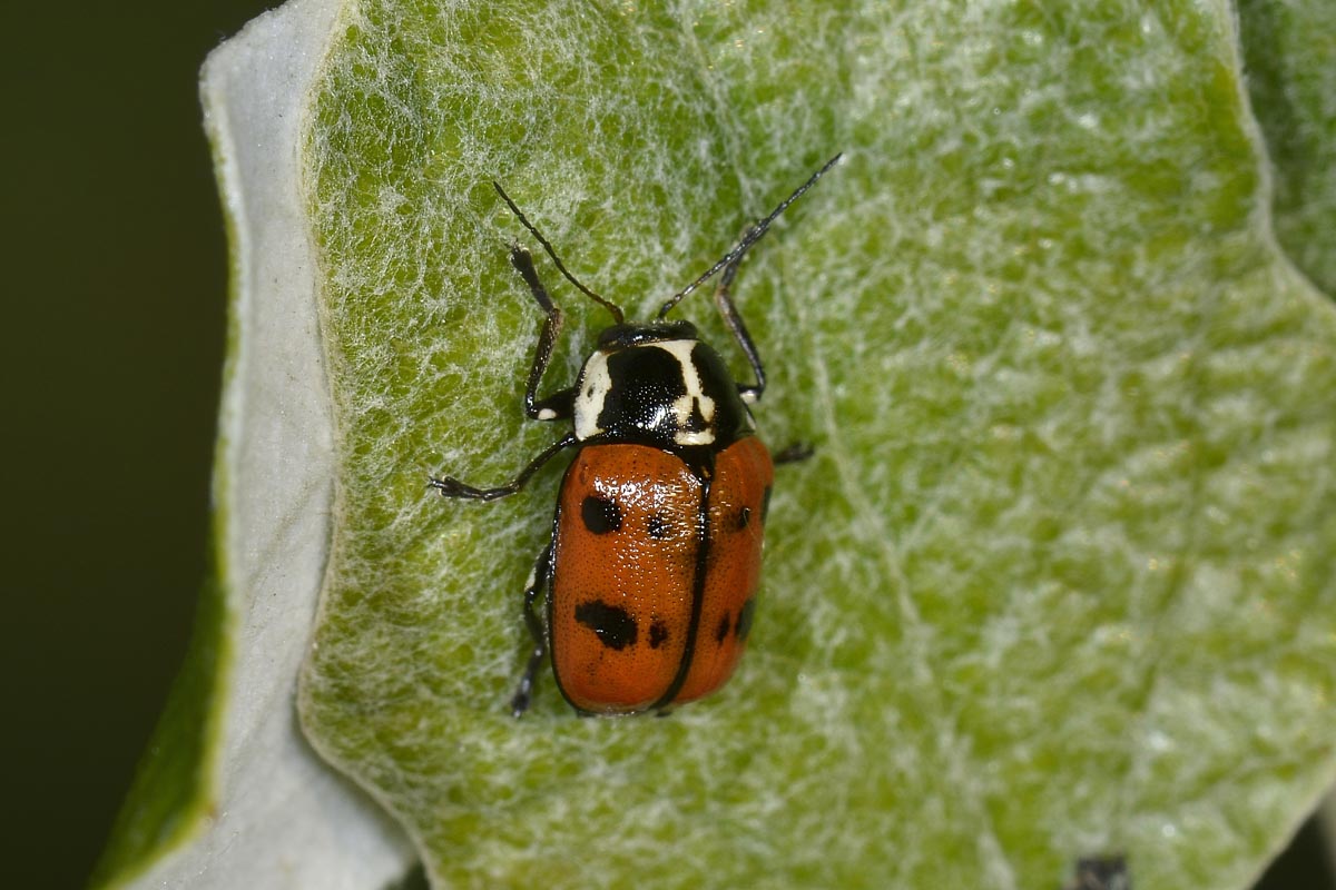 Cryptocephalus octopunctatus, Chrysomelidae
